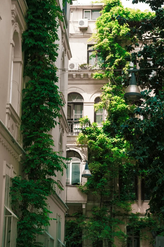PLANTES - GIDONA