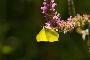 EFECTE PAPALLONA - GIDONA