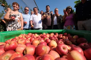 GIDONA - Poma de Girona preveu una collita de més de 106.000 tones